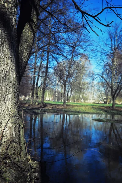 Vert Printanier Lumineux Aube Dans Forêt Nature Prend Vie Début — Photo