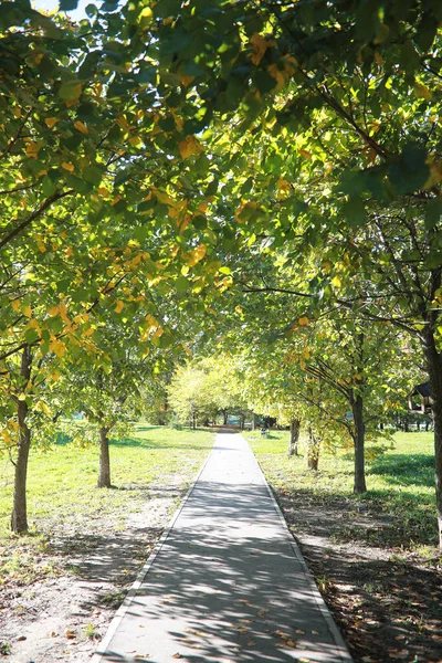 Herbst Hintergrund Park Während Des Tages — Stockfoto
