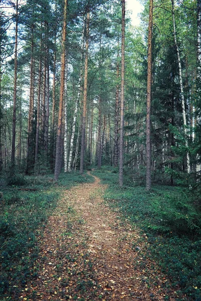 Bright Spring Greens Dawn Forest Nature Comes Life Early Spring — Stock Photo, Image