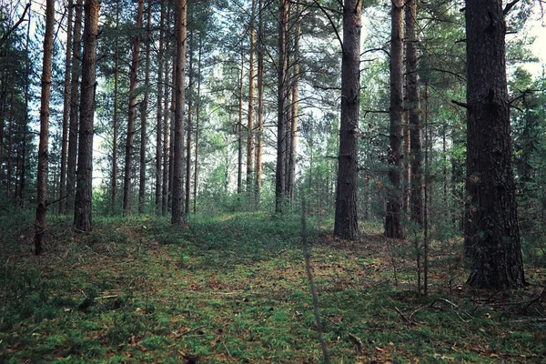 Verdes Brillantes Primavera Amanecer Bosque Naturaleza Cobra Vida Principios Primavera — Foto de Stock