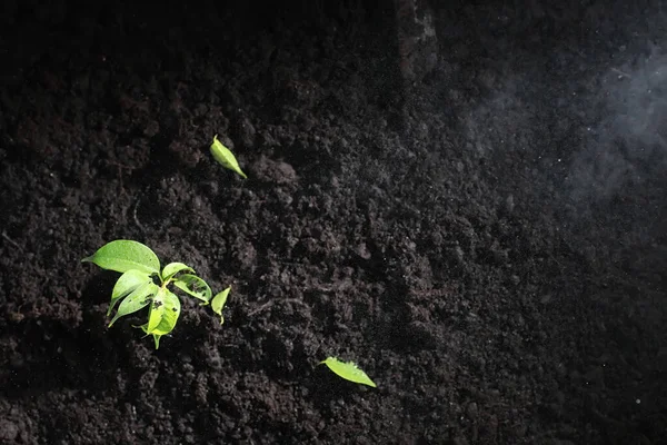 Green sprout on the ground. Spring concept. Seedlings in ground. Updating nature is an idea. Hands plant a sprout in the ground.