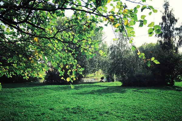 Jasna Wiosenna Zieleń Świcie Lesie Natura Ożywa Wczesną Wiosną — Zdjęcie stockowe