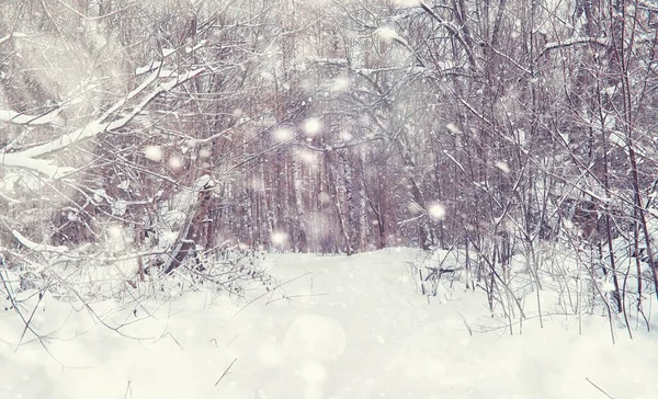 Vinterskogens Landskap Höga Träd Snötäcket Januari Frostiga Dag Parken — Stockfoto