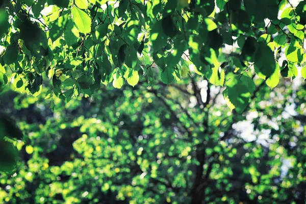 Bright Spring Greens Dawn Forest Nature Comes Life Early Spring — Stock Photo, Image