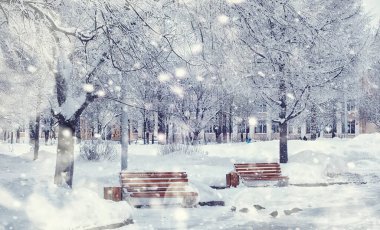 Kış orman manzarası. Kar altında uzun ağaçlar. Ocak ayının soğuk günü parkta.