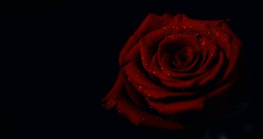 Bir buket taze çiçek. Sevdiğine bayram hediyesi. Sevgililer Günü arkaplanı. Gül, lale, Iris çiçek aranjmanı.