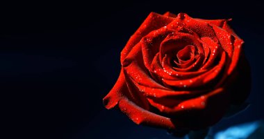 Bir buket taze çiçek. Sevdiğine bayram hediyesi. Sevgililer Günü arkaplanı. Gül, lale, Iris çiçek aranjmanı.
