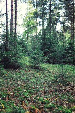 Parlak bahar, şafakta ormanda yeşilleniyor. Doğa ilkbaharın başlarında canlanır..