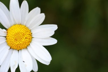 Yabani çiçek. Yeşil çayır pınarındaki küçük çiçekler.