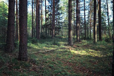 Parlak bahar, şafakta ormanda yeşilleniyor. Doğa ilkbaharın başlarında canlanır..