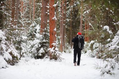 Bir adam sırt çantasıyla seyahat eder. Ormanda kış yürüyüşü. Kışın parkta yürüyüş yapan bir turist..