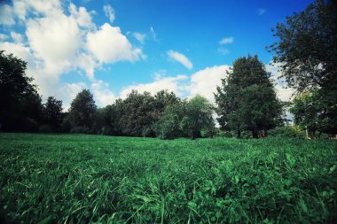 Parlak bahar, şafakta ormanda yeşilleniyor. Doğa ilkbaharın başlarında canlanır..