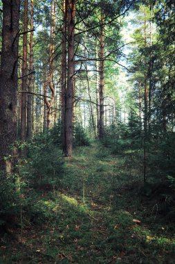 Parlak bahar, şafakta ormanda yeşilleniyor. Doğa ilkbaharın başlarında canlanır..
