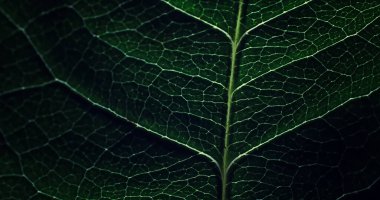 Su damlacıklarıyla bir çiçek yaprağının makro görüntüsü. Bulanık lekelerin arkaplanındaki yaprak ve yaprak dokusu.