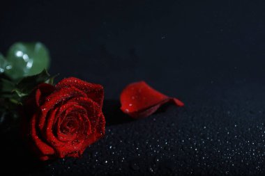 Bir buket taze çiçek. Sevdiğine bayram hediyesi. Sevgililer Günü arkaplanı. Gül, lale, Iris çiçek aranjmanı.