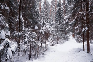 Kış orman manzarası. Kar altında uzun ağaçlar. Ocak ayının soğuk günü parkta.