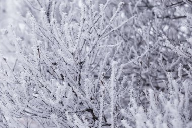 Kış orman manzarası. Kar altında uzun ağaçlar. Ocak ayının soğuk günü parkta.
