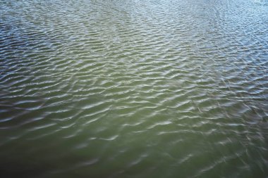 Parlak bahar, şafakta ormanda yeşilleniyor. Doğa ilkbaharın başlarında canlanır..
