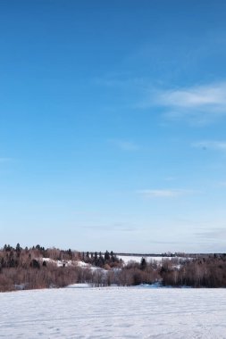 Kış orman manzarası. Kar altında uzun ağaçlar. Ocak ayının soğuk günü parkta.