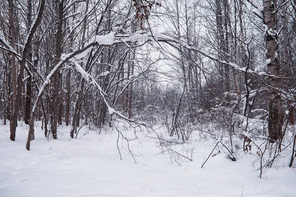 Winter Forest Landscape Tall Trees Snow Cover January Frosty Day — Stock Photo, Image