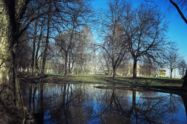 Jasna Wiosenna Zieleń Świcie Lesie Natura Ożywa Wczesną Wiosną — Zdjęcie stockowe