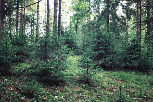 Helles Frühlingsgrün Der Morgendämmerung Wald Die Natur Erwacht Zeitigen Frühling — Stockfoto