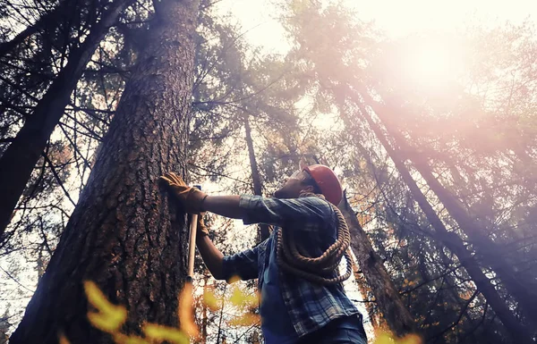 Maschio Lavoratore Con Ascia Tagliare Albero Nella Foresta — Foto Stock