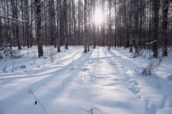 Paisagem Florestal Inverno Árvores Altas Sob Cobertura Neve Janeiro Dia — Fotografia de Stock