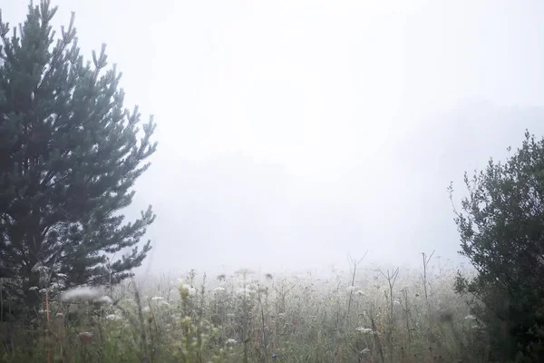 Nebel Auf Dem Feld Abendliche Natur Sommer Mit Weißem Nebel — Stockfoto