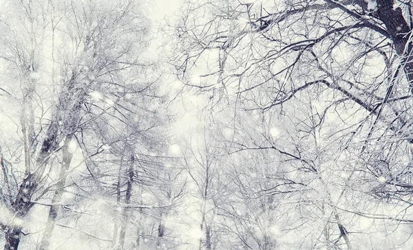 Paysage Forestier Hivernal Grands Arbres Sous Neige Janvier Journée Givré — Photo