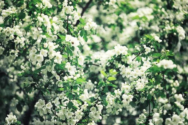Verdes Brillantes Primavera Amanecer Bosque Naturaleza Cobra Vida Principios Primavera — Foto de Stock