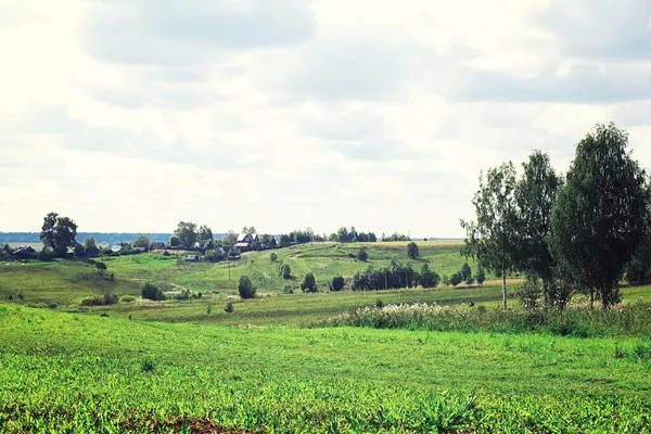 Jasna Wiosenna Zieleń Świcie Lesie Natura Ożywa Wczesną Wiosną — Zdjęcie stockowe