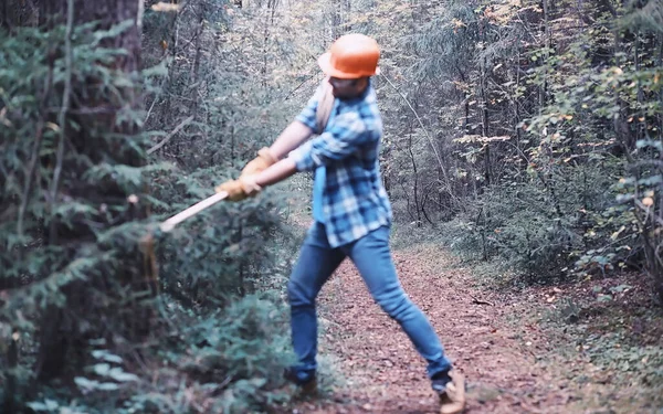 Boscaiolo Maschio Nella Foresta Taglialegna Professionista Ispeziona Gli Alberi Abbattimento — Foto Stock