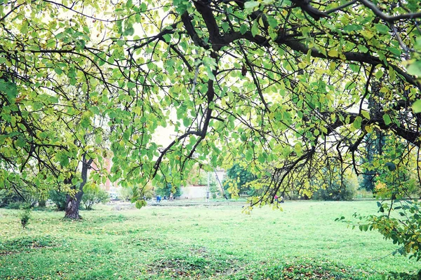 Jasna Wiosenna Zieleń Świcie Lesie Natura Ożywa Wczesną Wiosną — Zdjęcie stockowe