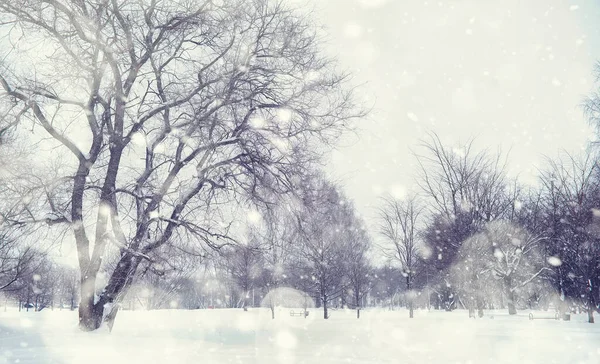 Зимний Лес Высокие Деревья Снежным Покровом Январь Морозный День Парке — стоковое фото