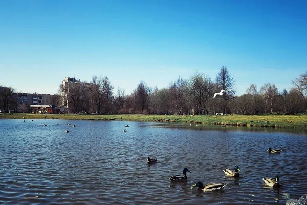 Jasna Wiosenna Zieleń Świcie Lesie Natura Ożywa Wczesną Wiosną — Zdjęcie stockowe