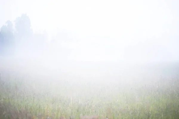 Nevoeiro Campo Natureza Noturna Verão Com Nevoeiro Branco — Fotografia de Stock