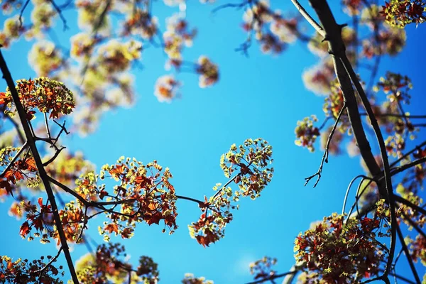 Verduras Primavera Brilhantes Amanhecer Floresta Natureza Ganha Vida Início Primavera — Fotografia de Stock