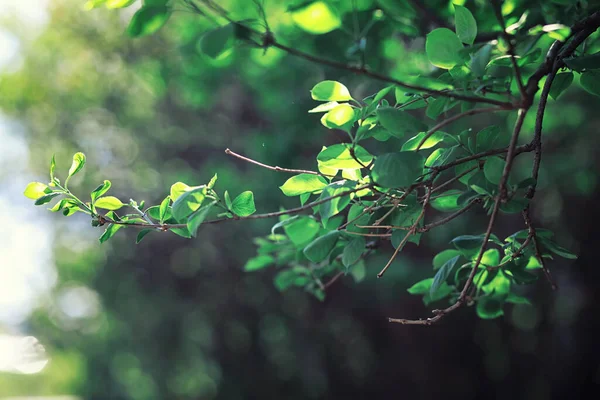 Helles Frühlingsgrün Der Morgendämmerung Wald Die Natur Erwacht Zeitigen Frühling — Stockfoto