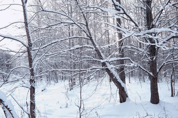 Kış orman manzarası. Kar altında uzun ağaçlar. Ocak ayının soğuk günü parkta.