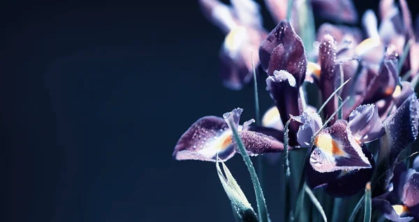 Bir Buket Taze Çiçek Sevdiğine Bayram Hediyesi Sevgililer Günü Arkaplanı — Stok fotoğraf