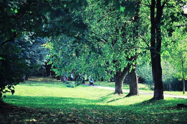 Vert Printanier Lumineux Aube Dans Forêt Nature Prend Vie Début — Photo