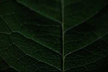 Su damlacıklarıyla bir çiçek yaprağının makro görüntüsü. Bulanık lekelerin arkaplanındaki yaprak ve yaprak dokusu.