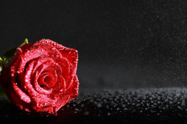 Bir buket taze çiçek. Sevdiğine bayram hediyesi. Sevgililer Günü arkaplanı. Gül, lale, Iris çiçek aranjmanı.