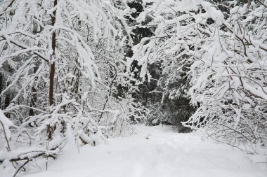 Kış manzarası. Karların altındaki orman. Kış Parkı.