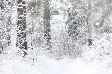 Kış manzarası. Karların altındaki orman. Kış Parkı.
