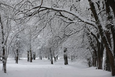 Kış manzarası. Karların altındaki orman. Kış Parkı.