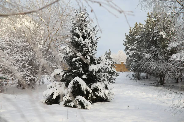 Winterpark Landschaft Bei Verschneitem Wetter Januartag — Stockfoto