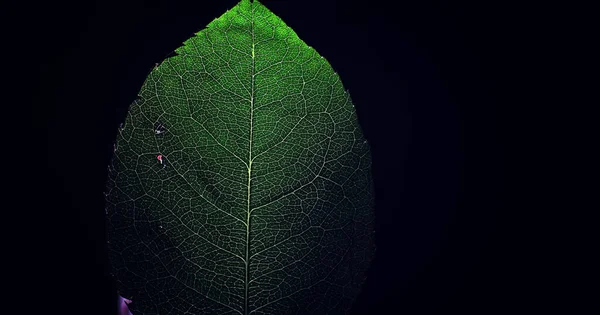 Makroaufnahme Eines Blütenblattes Mit Wasserspritzern Textur Von Blatt Und Blütenblatt — Stockfoto