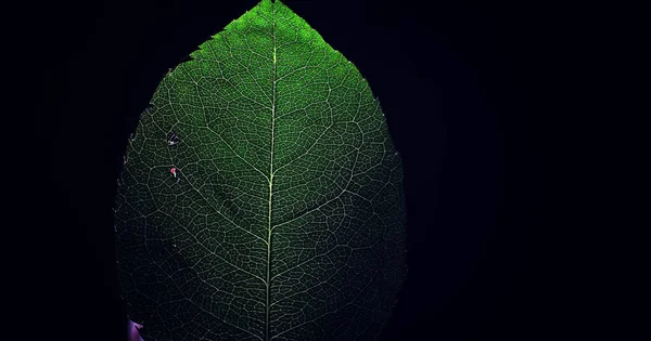 一朵花花瓣的巨拍 点点滴滴的水 叶和花瓣在模糊斑斑背景下的结构 — 图库照片